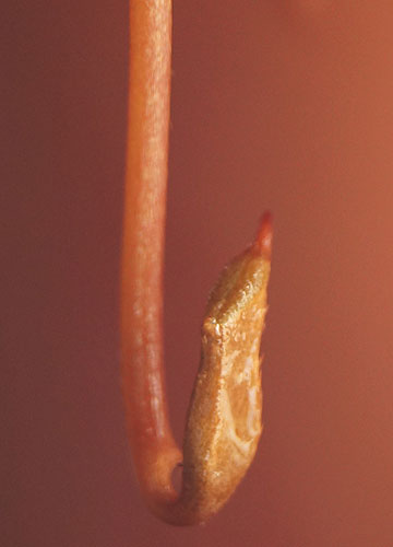 「食虫植物（ハエトリソウ・モウセンゴケ・ウツボカズラ）」テキトー栽培記