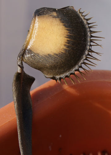 「食虫植物（ハエトリソウ・モウセンゴケ・ウツボカズラ）」テキトー栽培記