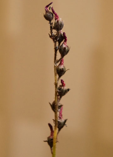 「食虫植物（ハエトリソウ・モウセンゴケ・ウツボカズラ）」テキトー栽培記