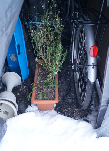 「ヤグルマギク（矢車菊・矢車草・セントーレア）」テキトー栽培記