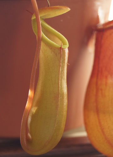 「食虫植物（ハエトリソウ・モウセンゴケ・ウツボカズラ）」テキトー栽培記