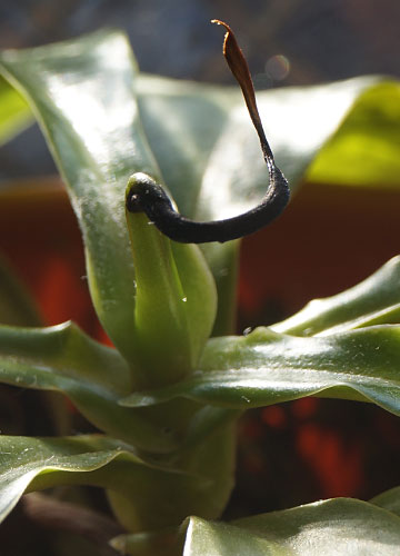 「食虫植物（ハエトリソウ・モウセンゴケ・ウツボカズラ）」テキトー栽培記