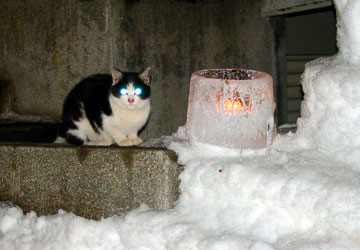 「第10回小樽雪あかりの路」ネコも一緒に雪あかり！