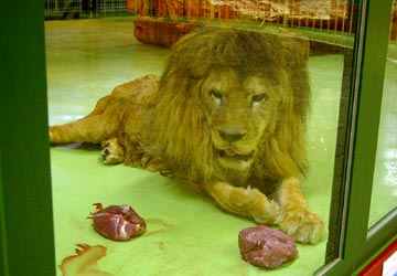 円山動物園の雄ライオン1