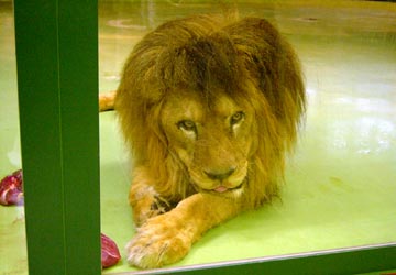 円山動物園の雄ライオン2