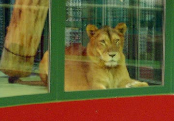 円山動物園の雌ライオン