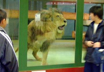 観客を威嚇する円山動物園の雄ライオン