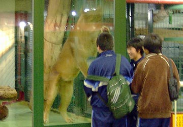 立ち上がって観客を威嚇する円山動物園の雌ライオン