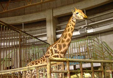 熱帯動物館の「マサイキリン」