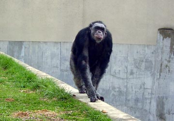 チンパンジー館の「チンパンジー」
