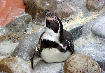 総合水鳥舎の「フンボルトペンギン」