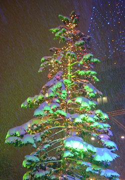 2007年さっぽろ雪まつり「ライトアップされたツリー」